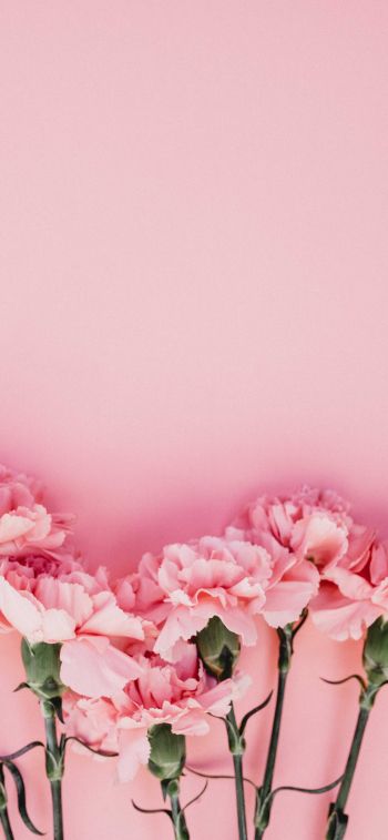 carnation, pink, flora Wallpaper 828x1792