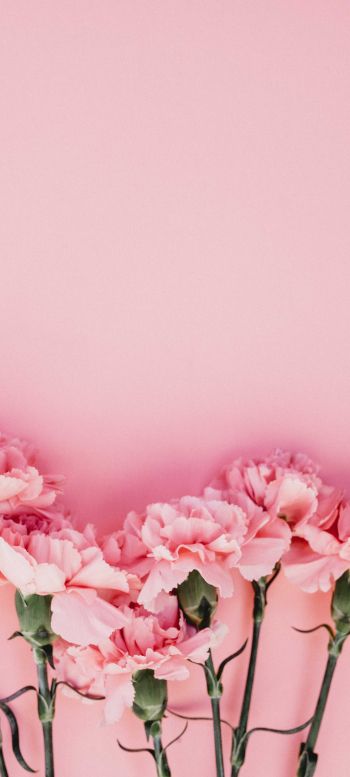 carnation, pink, flora Wallpaper 720x1600