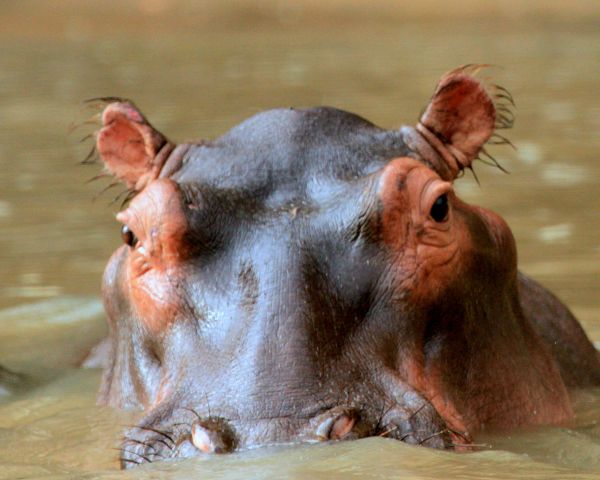 hippo, moto-moto Wallpaper 1280x1024