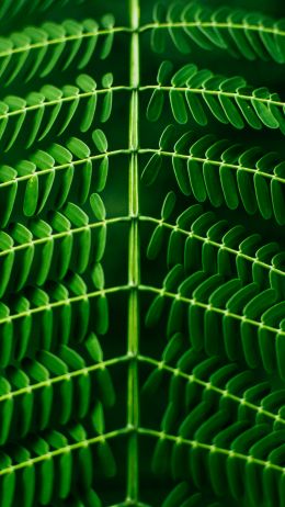 leaves, green, flora Wallpaper 720x1280