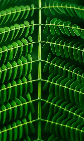 leaves, green, flora Wallpaper 1200x2000