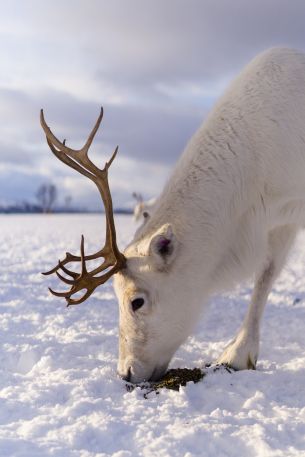 reindeer, snow, winter Wallpaper 3655x5483