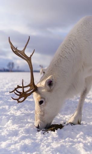 reindeer, snow, winter Wallpaper 1200x2000