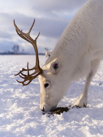 reindeer, snow, winter Wallpaper 1668x2224