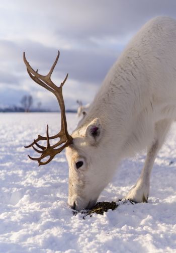 reindeer, snow, winter Wallpaper 1640x2360