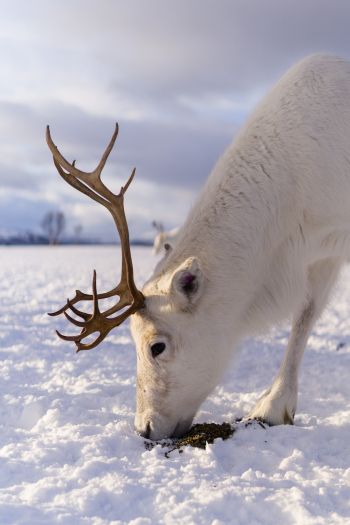 reindeer, snow, winter Wallpaper 640x960