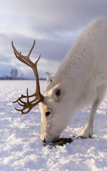 reindeer, snow, winter Wallpaper 1752x2800