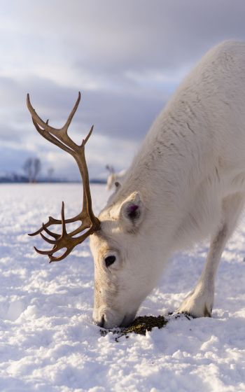 reindeer, snow, winter Wallpaper 1200x1920