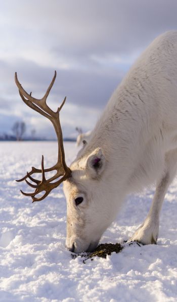 reindeer, snow, winter Wallpaper 600x1024