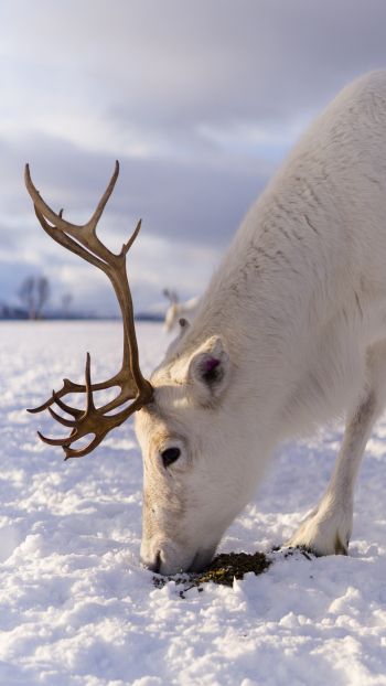 reindeer, snow, winter Wallpaper 1440x2560