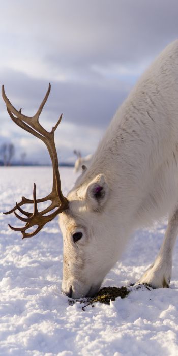 reindeer, snow, winter Wallpaper 720x1440