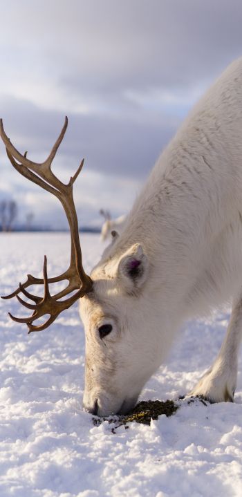 reindeer, snow, winter Wallpaper 1080x2220