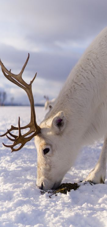 reindeer, snow, winter Wallpaper 1440x3040