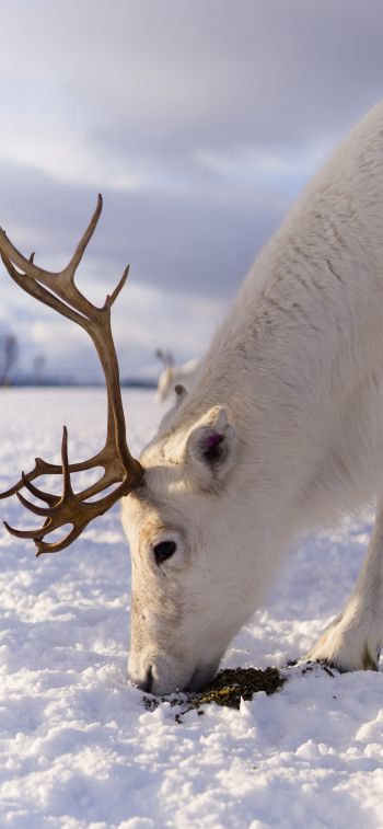 reindeer, snow, winter Wallpaper 1284x2778