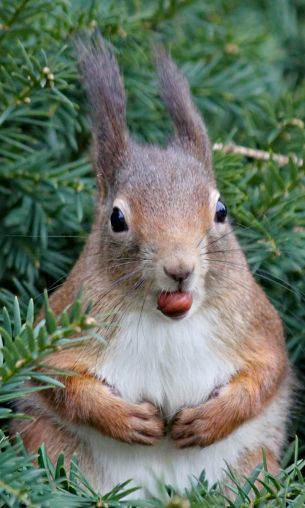 squirrel, look, snack Wallpaper 1200x2000