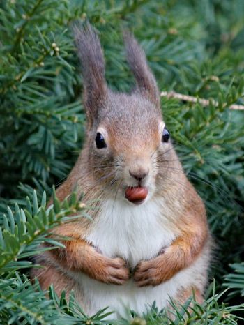 squirrel, look, snack Wallpaper 1668x2224