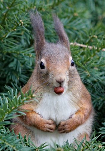 squirrel, look, snack Wallpaper 1668x2388