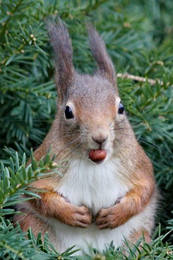 squirrel, look, snack Wallpaper 640x960