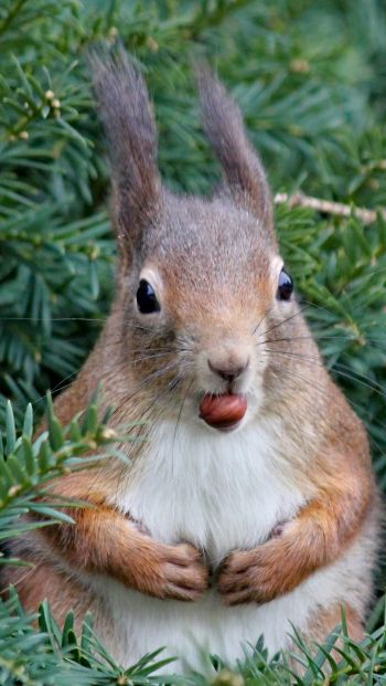 squirrel, look, snack Wallpaper 640x1136