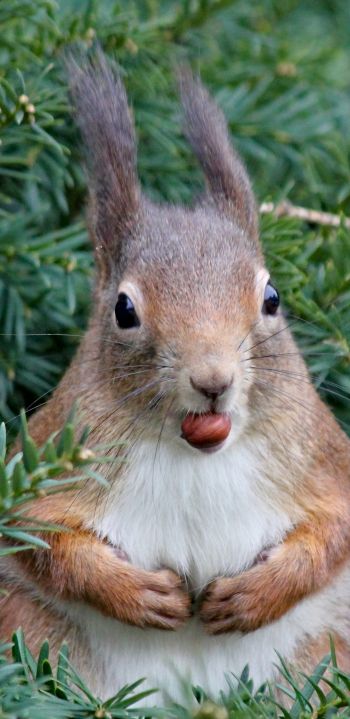 squirrel, look, snack Wallpaper 1440x2960