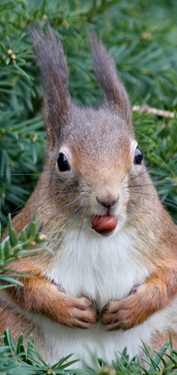 squirrel, look, snack Wallpaper 1080x2280
