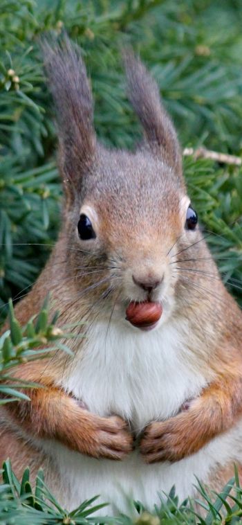 squirrel, look, snack Wallpaper 1080x2340