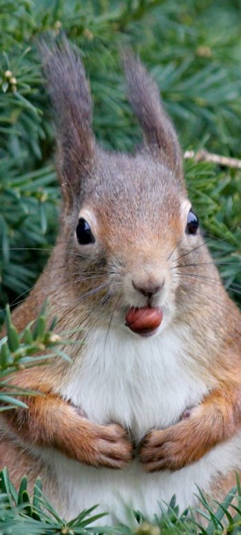 squirrel, look, snack Wallpaper 720x1600