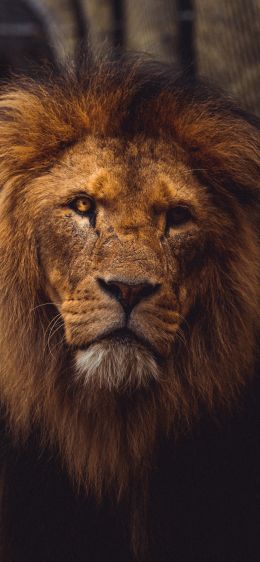 lion, predator, wildlife Wallpaper 1170x2532