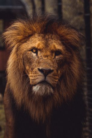 lion, predator, wildlife Wallpaper 3648x5472