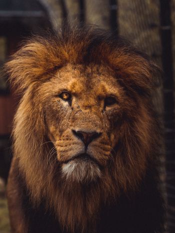 lion, predator, wildlife Wallpaper 1536x2048