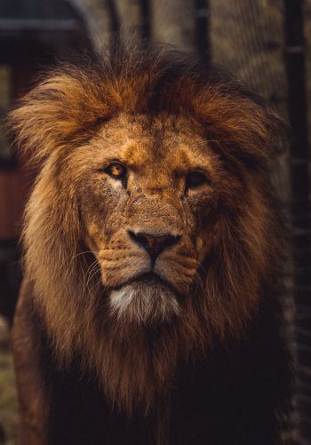 lion, predator, wildlife Wallpaper 1668x2388