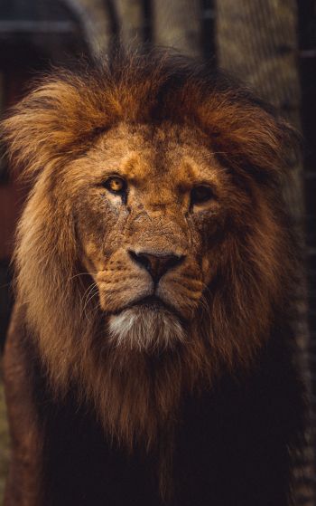 lion, predator, wildlife Wallpaper 1752x2800