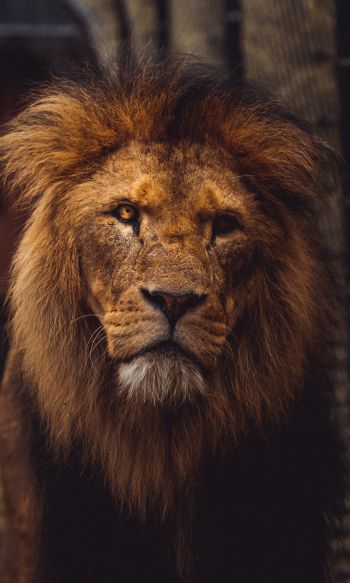lion, predator, wildlife Wallpaper 1200x2000
