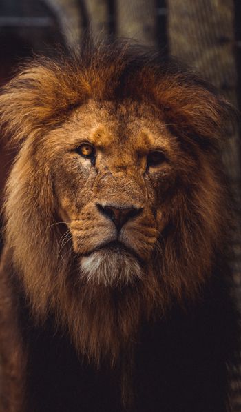 lion, predator, wildlife Wallpaper 600x1024