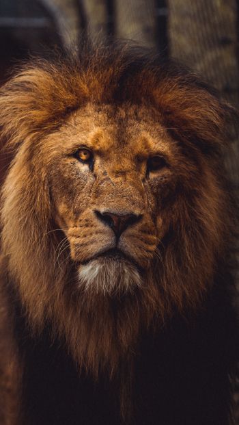 lion, predator, wildlife Wallpaper 640x1136