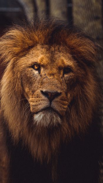 lion, predator, wildlife Wallpaper 750x1334