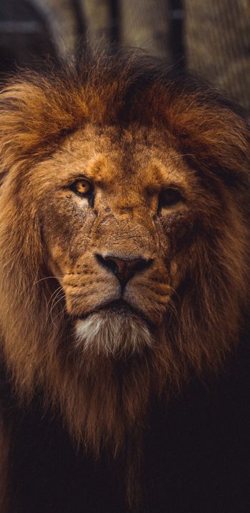 lion, predator, wildlife Wallpaper 1440x2960