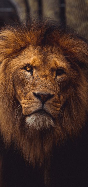 lion, predator, wildlife Wallpaper 1440x3040