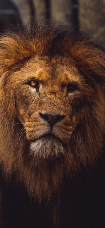 lion, predator, wildlife Wallpaper 1170x2532