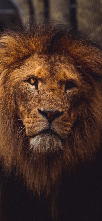lion, predator, wildlife Wallpaper 1080x2340