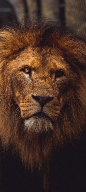 lion, predator, wildlife Wallpaper 1440x3200