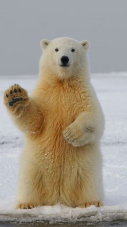 polar bear, predator, mammal Wallpaper 750x1334