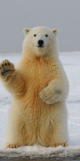 polar bear, predator, mammal Wallpaper 720x1440