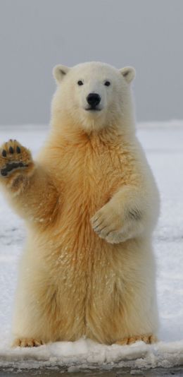 polar bear, predator, mammal Wallpaper 1080x2220