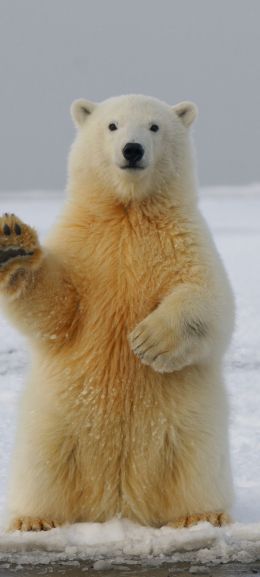 polar bear, predator, mammal Wallpaper 720x1600