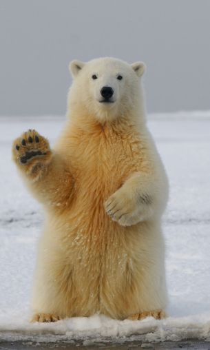 polar bear, predator, mammal Wallpaper 1200x2000