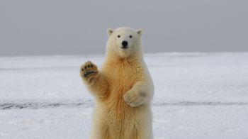 polar bear, predator, mammal Wallpaper 1600x900