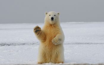 polar bear, predator, mammal Wallpaper 2560x1600