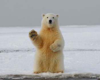 polar bear, predator, mammal Wallpaper 1280x1024