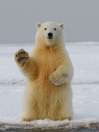 polar bear, predator, mammal Wallpaper 1536x2048